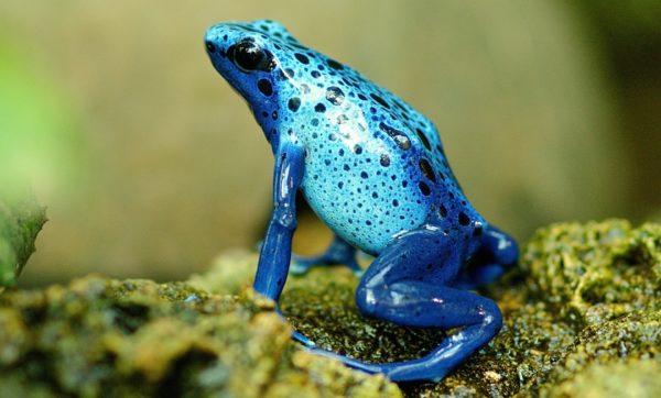 La grenouille, le bœuf et le COVID-19 La grenouille, le bœuf et le COVID-19