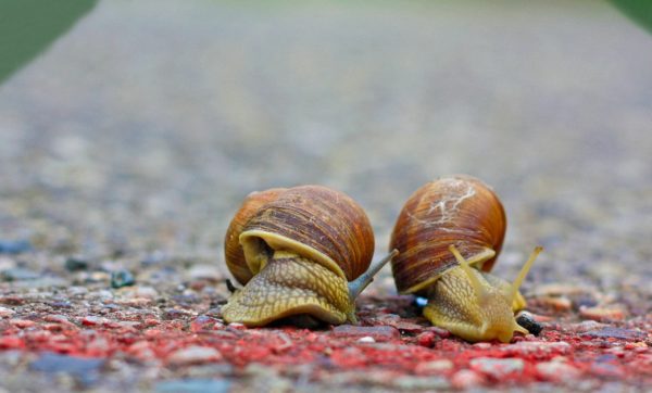 La loi de la ligne d’arrivée La loi de la ligne d’arrivée