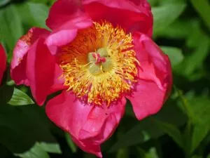 @2024olivierdouin - fleur du jardin